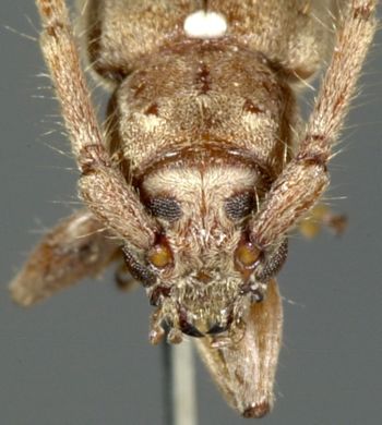 Media type: image;   Entomology 19678 Aspect: head frontal view